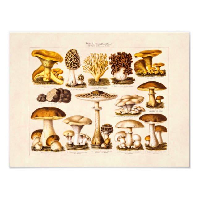 Vintage 1800s Mushroom Variety  Mushrooms Template Photo Print (Front)