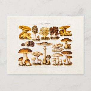 Vintage 1800s Mushroom Variety  Mushrooms Template Postcard