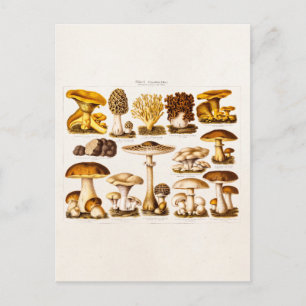 Vintage 1800s Mushroom Variety Mushrooms Template Postcard