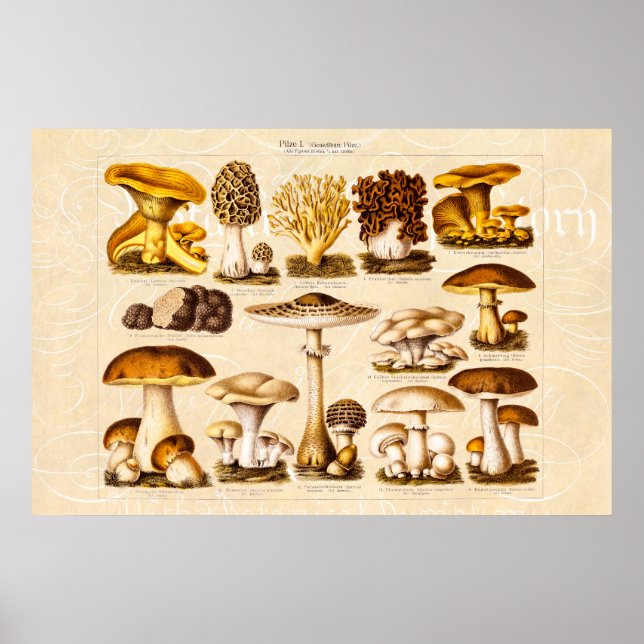 Vintage 1800s Mushroom Variety  Mushrooms Template Poster (Front)
