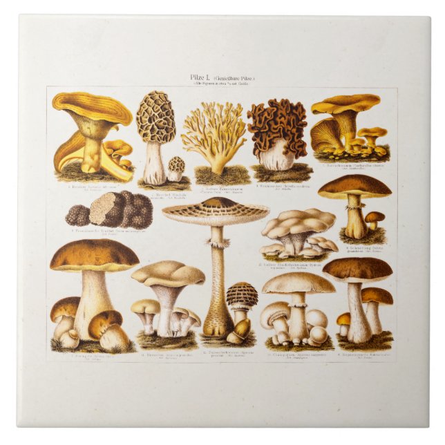 Vintage 1800s Mushroom Variety  Mushrooms Template Tile (Front)