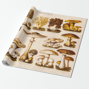Vintage 1800s Mushroom Variety  Mushrooms Template Wrapping Paper