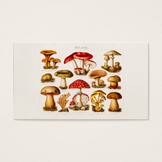 Vintage 1800s Mushroom Variety Red Mushrooms Business Card