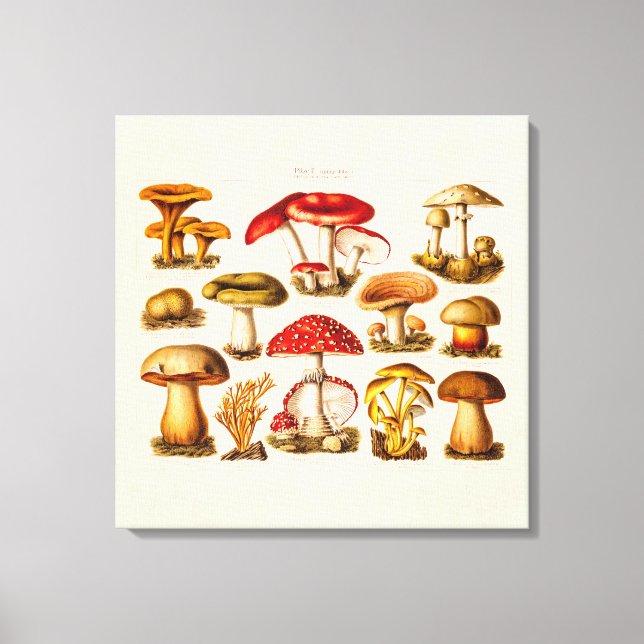 Vintage 1800s Mushroom Variety Red Mushrooms Canvas Print (Front)