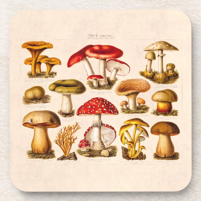 Vintage 1800s Mushroom Variety Red Mushrooms Coaster (Front)