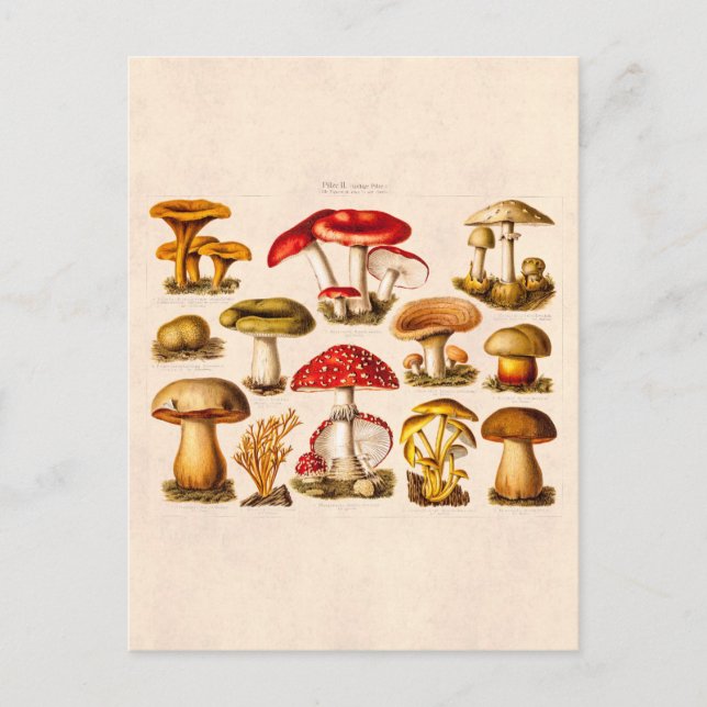 Vintage 1800s Mushroom Variety Red Mushrooms Postcard (Front)