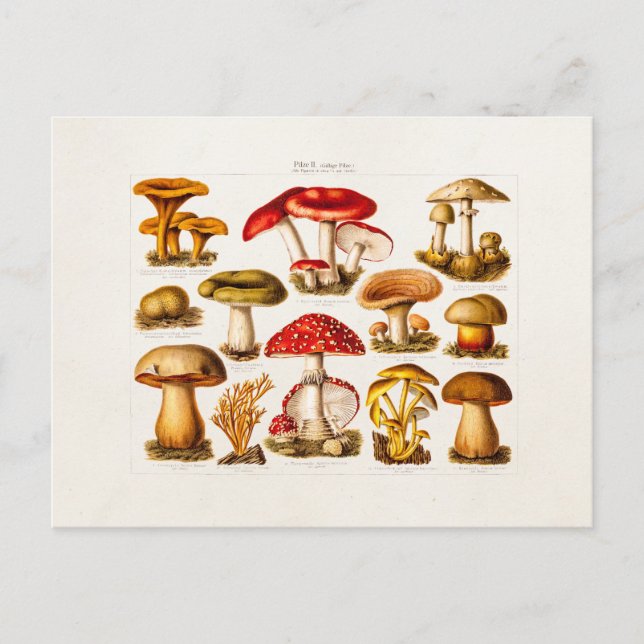 Vintage 1800s Mushroom Variety Red Mushrooms Postcard (Front)