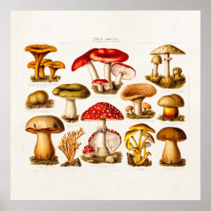 Vintage 1800s Mushroom Variety Red Mushrooms Poster