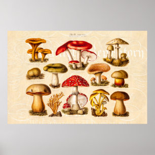 Vintage 1800s Mushroom Variety Red Mushrooms Poster