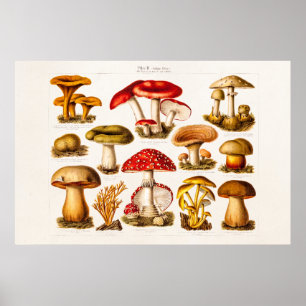 Vintage 1800s Mushroom Variety Red Mushrooms Poster