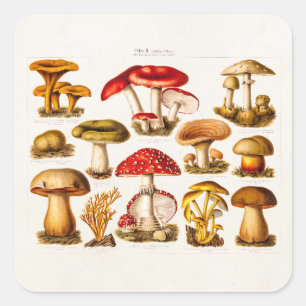 Vintage 1800s Mushroom Variety Red Mushrooms Square Sticker