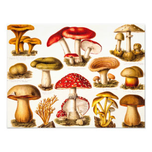 Vintage 1800s Mushroom Variety Template Photo Print