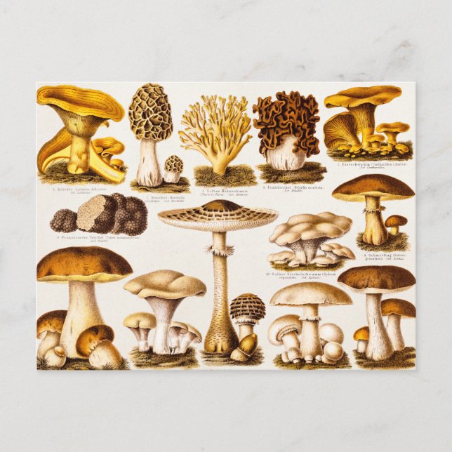 Vintage 1800s Mushroom Variety Template Postcard (Front)