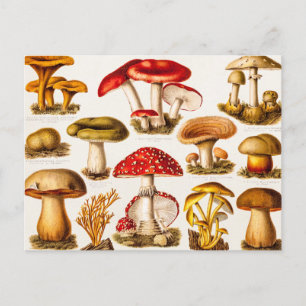 Vintage 1800s Mushroom Variety Template Postcard