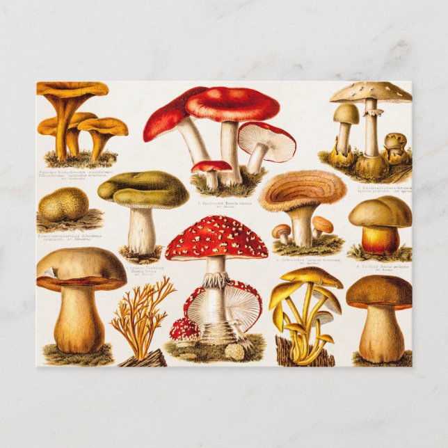 Vintage 1800s Mushroom Variety Template Postcard (Front)