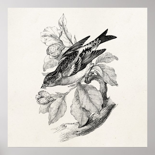 Vintage 1800s Old Mountain Finch Bird Illustration Poster (Front)