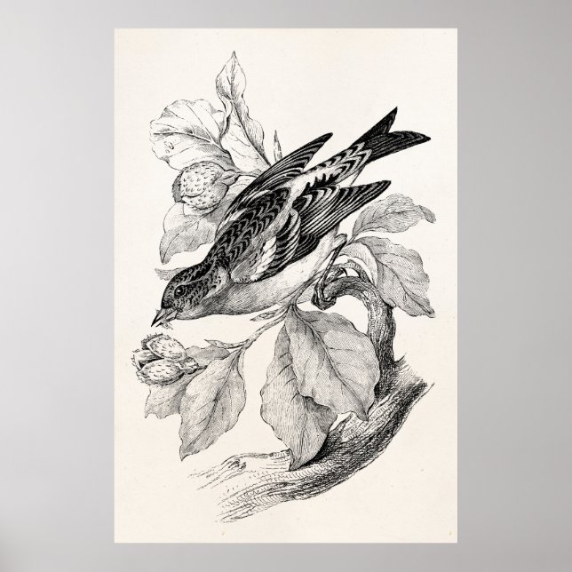 Vintage 1800s Old Mountain Finch Bird Illustration Poster (Front)