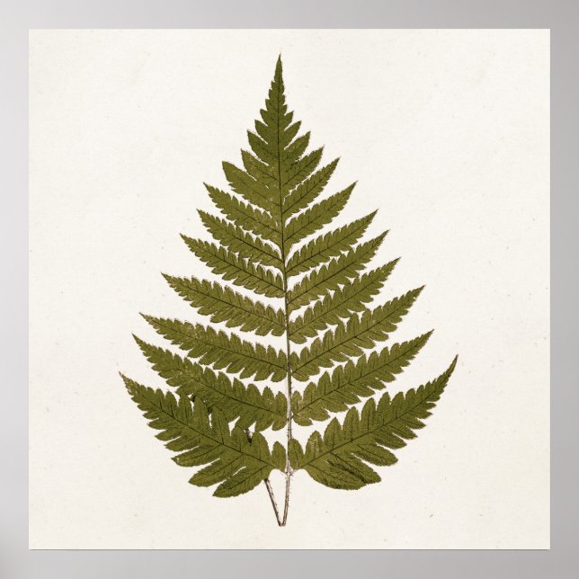 Vintage 1800s Olive Green Fern Leaf Template Poster (Front)