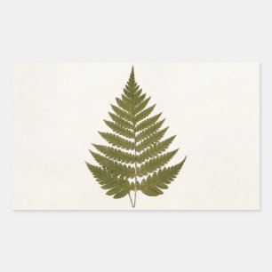 Vintage 1800s Olive Green Fern Leaf Template Rectangular Sticker