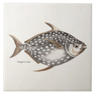 Vintage 1800s Opah Moonfish Fish Old Lampris Luna Tile