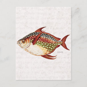 Vintage 1800s Opah Tropical Sporting Fish Drawing Postcard
