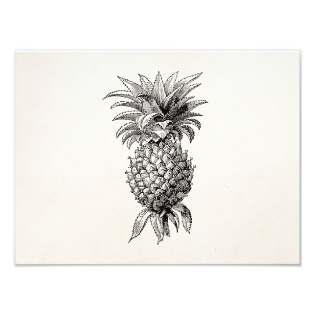 Vintage 1800s Pineapple Illustration Pineapples Photo Print (Front)