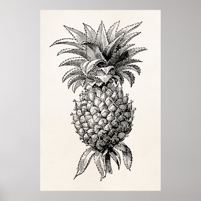 Vintage 1800s Pineapple Illustration Pineapples Poster (Front)