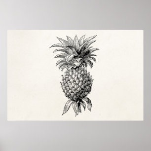 Vintage 1800s Pineapple Illustration Pineapples Poster