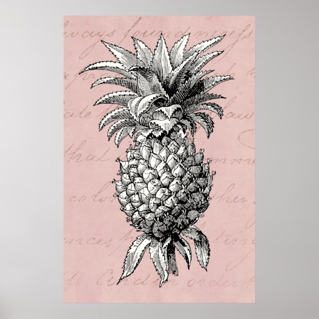 Vintage 1800s Pineapple Illustration Pink Poster (Front)