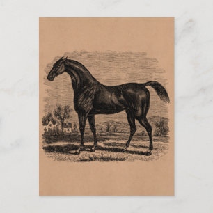 Vintage 1800s Race Horse Retro Thoroughbred Horses Postcard