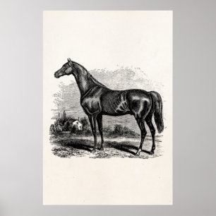 Vintage 1800s Race Horse Retro Thoroughbred Horses Poster