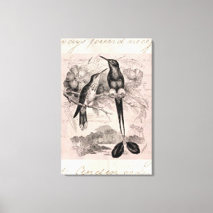 Vintage 1800s Racket-Tail Hummingbird Racquet Tail Canvas Print
