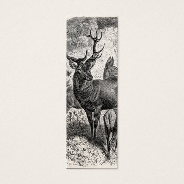 Vintage 1800s Red Deer Illustration Stag Doe Fawn (Front)