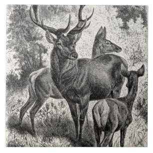 Vintage 1800s Red Deer Illustration Stag Doe Fawn Tile