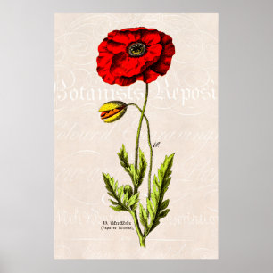 Vintage 1800s Red Poppy Wild Flower Floral Poppies Poster