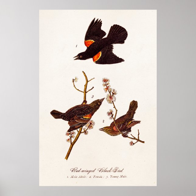 Vintage 1800s Red Winged Black Birds Illustration Poster (Front)