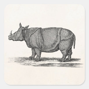 Vintage 1800s Rhinoceros Illustration - Rhino Square Sticker