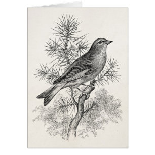 Vintage 1800s Rose Linnet Song Bird Finch Birds