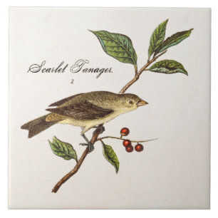 Vintage 1800s Scarlet Tanager Bird Songbird Birds Tile