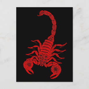 Vintage 1800s Scorpion Illustration Red Scorpions Postcard
