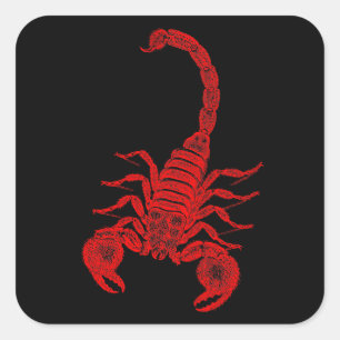 Vintage 1800s Scorpion Illustration Red Scorpions Square Sticker