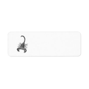 Vintage 1800s Scorpion Illustration - Scorpions