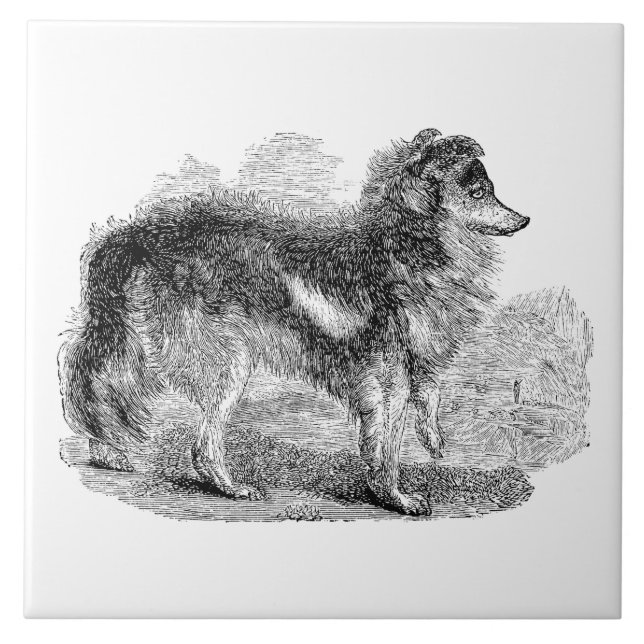 Vintage 1800s Shepherd's Dog - Sheep Dogs Tile (Front)