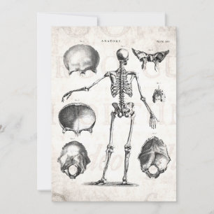 Vintage 1800s Skeleton Antique Anatomy Skeletons