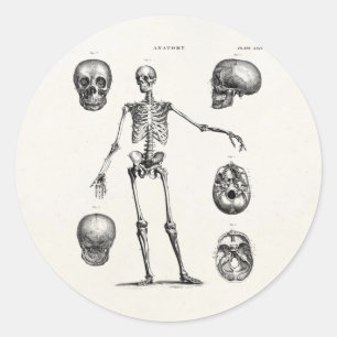Vintage 1800s Skeleton Antique Anatomy Skeletons Classic Round Sticker