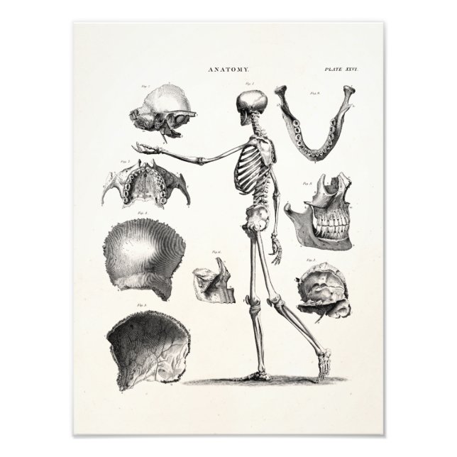 Vintage 1800s Skeleton Antique Anatomy Skeletons Photo Print (Front)