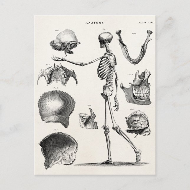 Vintage 1800s Skeleton Antique Anatomy Skeletons Postcard (Front)