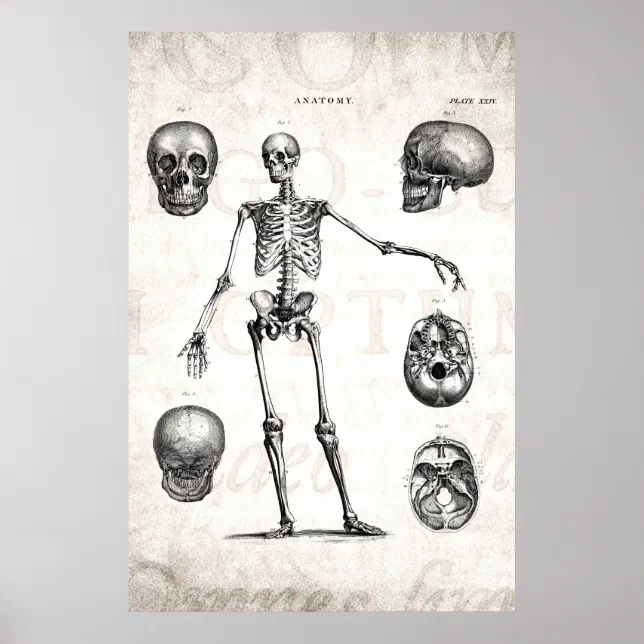 Vintage 1800s Skeleton Antique Anatomy Skeletons Poster | Zazzle