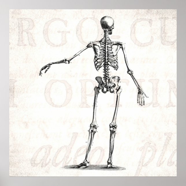 Vintage 1800s Skeleton Antique Anatomy Skeletons Poster (Front)
