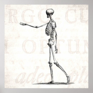 Vintage 1800s Skeleton Antique Anatomy Skeletons Poster
